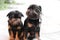 Adorable Brussels Griffon dogs sitting together