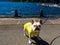 Adorable Bulldog portrait with yellow cloth
