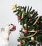 Adorable Bulldog puppy standing next to a Christmas tree