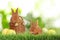 Adorable bunnies and Easter eggs on grass