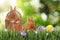 Adorable bunnies and Easter eggs on grass