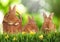 Adorable bunnies on grass. Easter symbol