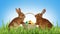 Adorable bunnies near wicker basket with dyed Easter eggs on green grass outdoors