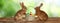 Adorable bunnies and wicker basket with Easter eggs on wooden surface outdoors. Banner design