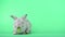 Adorable bunny rabbit is eating green celery on green background