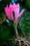 Adorable cactus plant with pink flower on it