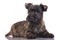 Adorable cairn terrier puppy