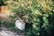 Adorable Calico cat resting under green bush in the garden