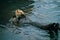 Adorable California Pacific Sea Otter grooming and swimming in the kelp in Monterey, CA