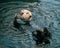 Adorable California Pacific Sea Otter grooming and swimming in the kelp in Monterey, CA