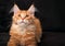 Adorable calm red solid maine coon kitten with beautiful brushes