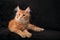 Adorable calm red solid maine coon kitten lying with beautiful b