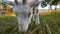 Adorable calm white goat grazing on green summer pasture in northern Norway, closeup video follow