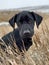 Adorable calm young black dog with beseeching eyes