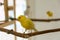 Adorable Canary Bird: A Charming Companion