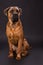 Adorable cane corso, studio shot.