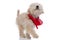 Adorable caniche dog looking up, wearing a red bandana