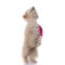 Adorable caniche dog standing on hind legs