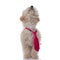 Adorable caniche dog wearing a pink tie