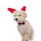 Adorable caniche dog wearing red bowtie and bunny ears