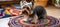 Adorable canine enjoying a delicious meal from a pet food bowl on a charming round rattan carpet