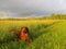 Adorable canine enjoying a leisurely afternoon in a field of lush green grass.