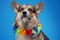 Adorable canine pet with hawaiin wreath isolated on blue