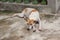 Adorable canine resting in a relaxed position