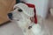 Adorable canine wearing a Christmas hat gazes upwards with curiosity