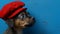 Adorable Canine Wearing a Festive Red Hat and Blowing on a Vibrant Blue Background