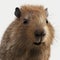 Adorable capybara closeup portait on white background, created with generative AI