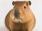 Adorable Capybara on White Background for Posters and Web.