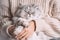 Adorable cat with closed eyes sitting in his owner arms. Pets and humans love