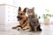 Adorable cat and dog resting together at home