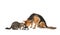 Adorable cat and dog sharing bowl of food