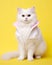 Adorable cat dressed in a stylish jacket, posing in a professional studio portrait session