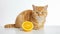 Adorable Cat with Half Orange - Generative AI Art