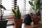 Adorable cat and houseplants on window sill