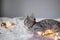 Adorable cat lying on cozy bed with christmas golden lights bokeh and gift boxes. Cute kitten relaxing and playing with gold ball
