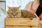 Adorable cat making eye contact with camera while comfortably nestled in a wooden box by a bright window at home