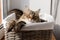 Adorable cat sitting in basket in warm sunshine. Cute maine coon portrait with serious look relaxing in sunny light, atmospheric