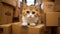 Adorable cat sitting in empty cardboard box in new home, symbolizing moving and donation concept