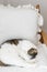 Adorable cat sleeping on cozy white chair. Comfortable home and adopted animal concept. Portrait of cute kitty napping on couch in