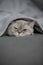 Adorable Cat Snuggled Beneath a Cozy Blanket, Dreaming in Peace