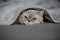 Adorable Cat Snuggled Beneath a Cozy Blanket, Dreaming in Peace