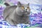 Adorable cat is about to attack, a pet on a purple textile background