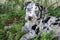 Adorable Catahoula Leopard puppy lying on the lush green grass of an outdoor yard