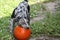 Adorable Catahoula Leopard puppy playing with orange Halloween pumpkin in outdoor yard