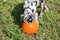 Adorable Catahoula Leopard puppy playing with orange Halloween pumpkin in outdoor yard