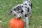 Adorable Catahoula Leopard puppy playing with orange Halloween pumpkin in outdoor yard